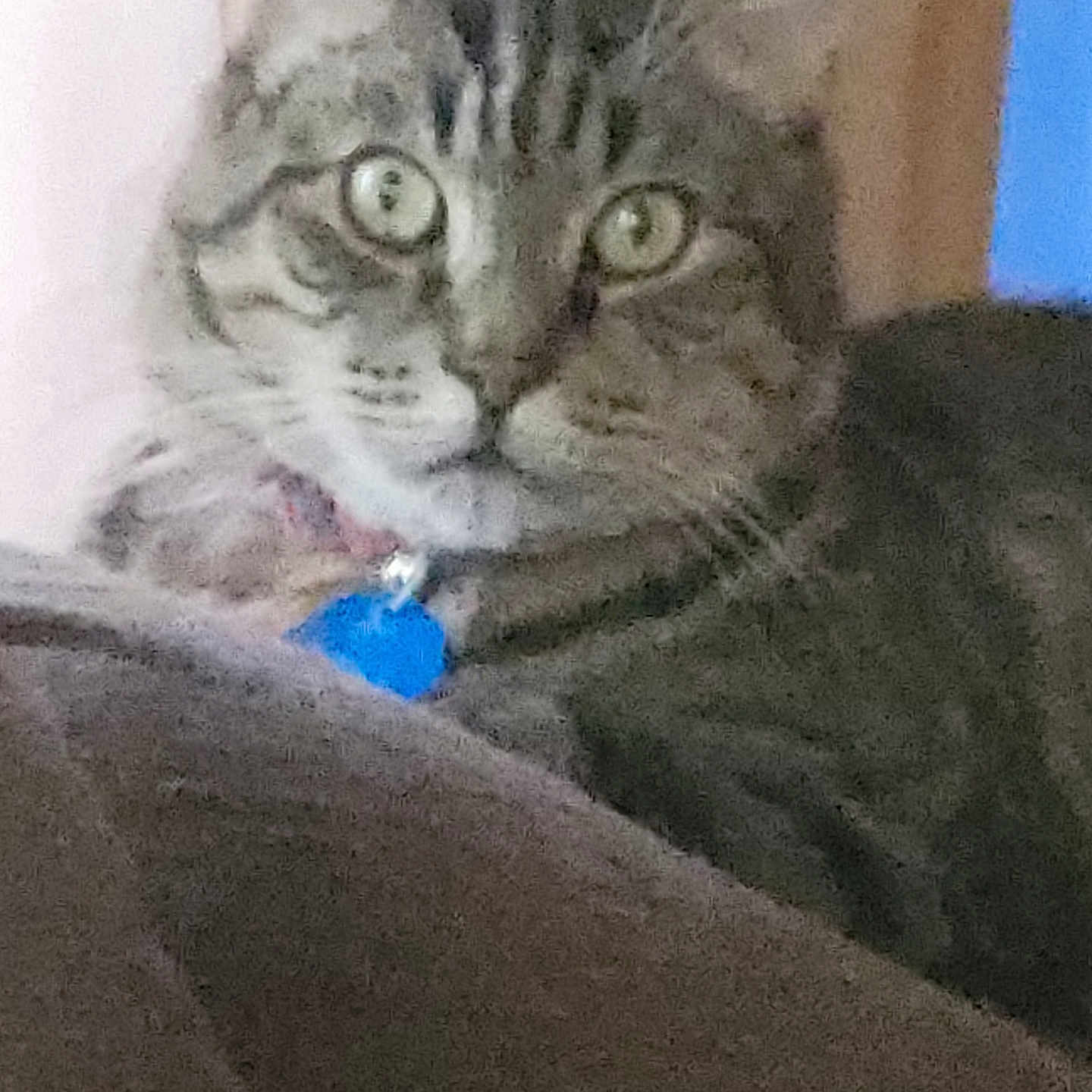 Tigger joined the competition — help win amazing prizes! cat, tabby_cat, pet, indoor, close_up, collar, blue_tag, feline, resting, fur, whiskers, ears, green_eyes, looking, blur, grainy, soft_surface, domestic_animal, animal, portrait