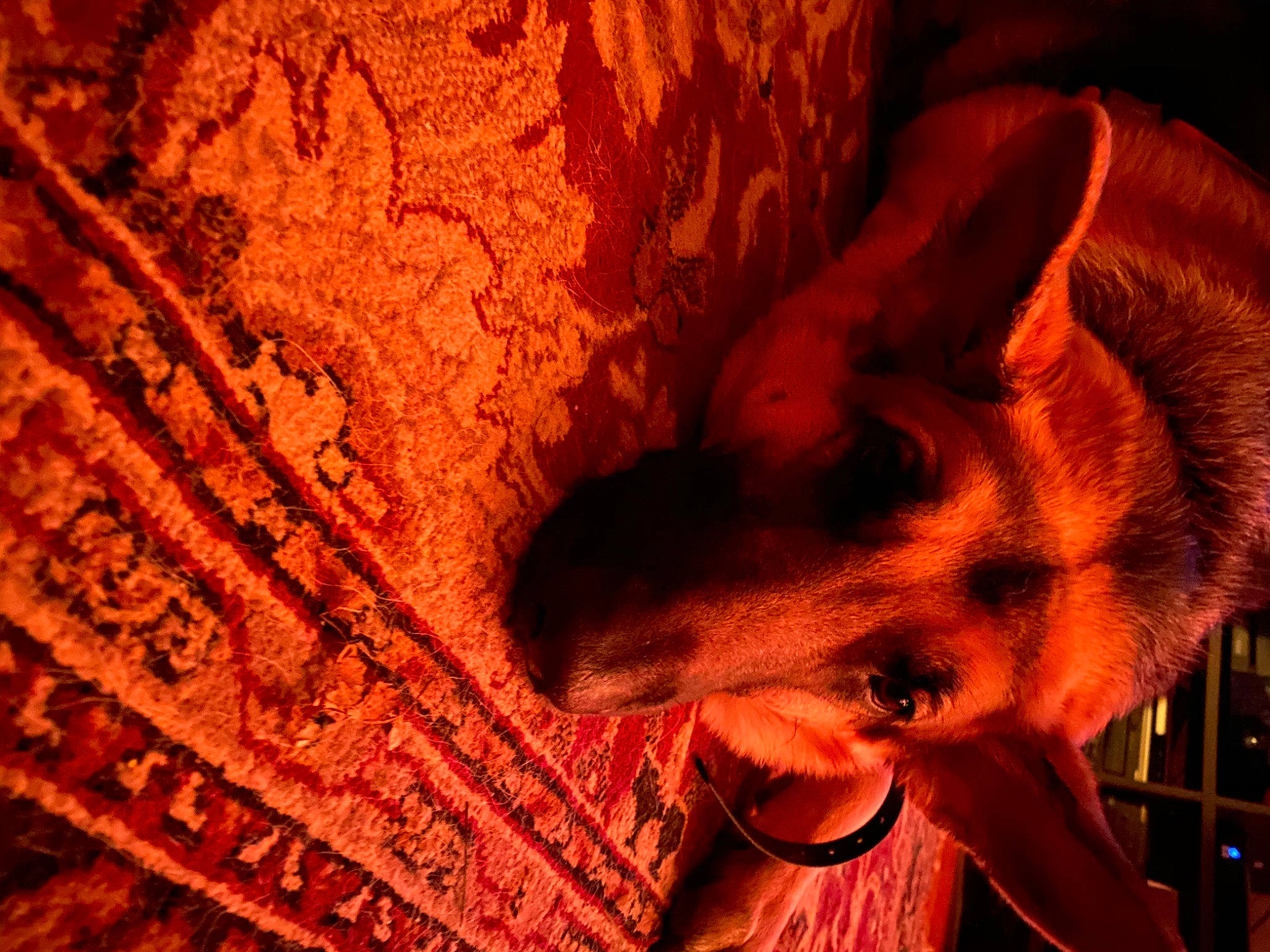 Athena is registered to the contest to win money with this photo: canidae, carnivore, fawn, marsupial, snout