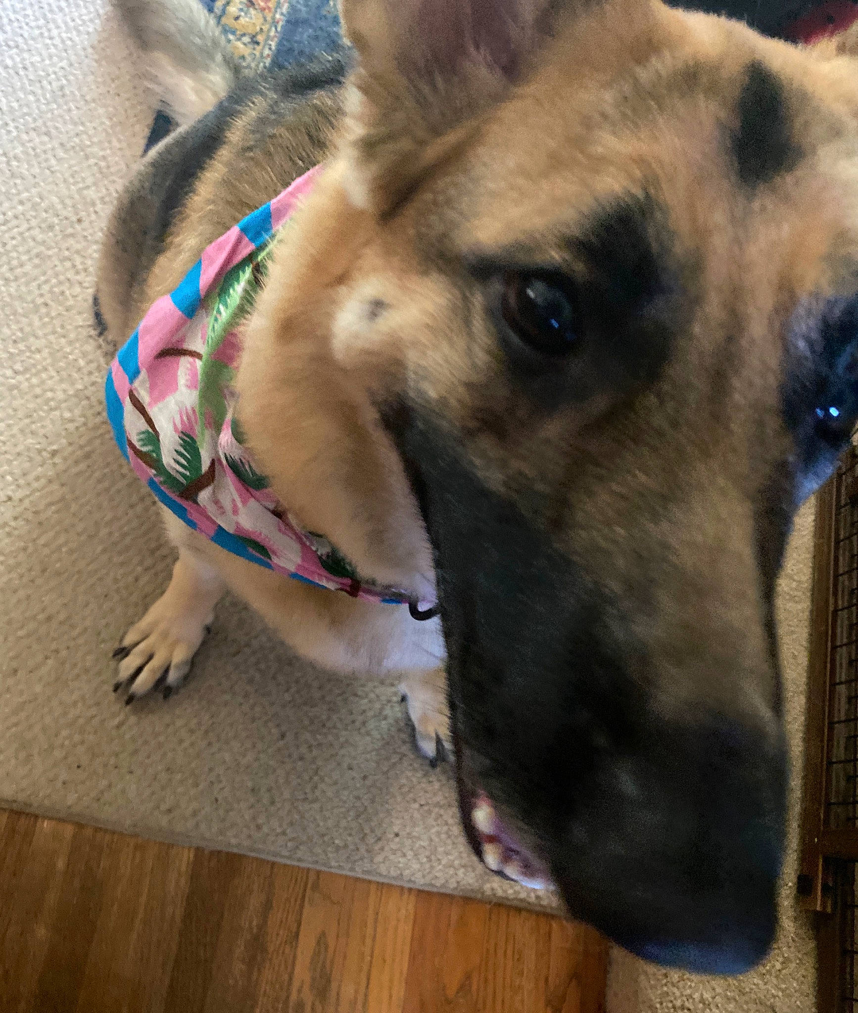 Athena is registered to the contest to win money with this photo: aspin, black_mouth_cur, canidae, carnivore, dog, dog_breed, ear, fawn, german_shepherd_dog, greyhound, lurcher, mammal, potcake_dog, snout, street_dog, vertebrate, whiskers, working_dog