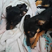 Girl is registered to the contest to win money with this photo: animal, black_and_tan, blanket, closeup, companion, cozy, cute, dog, fur, indoor, laying, mammal, pet, puppy, relaxed, resting, sleeping, snuggling, soft, warm