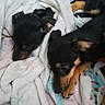animal, black_and_tan, blanket, closeup, companion, cozy, cute, dog, fur, indoor, laying, mammal, pet, puppy, relaxed, resting, sleeping, snuggling, soft, warm