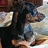 animal, bed, black_dog, blanket, brown_dog, canine, cozy, curious, dog, domestic, fur, furniture, home, indoor, looking, pet, portrait, resting, small_dog, wood