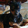 animal, bed, black, blanket, brown, comfort, cozy, curious, cute, dog, fur, furniture, home, indoor, looking, pet, plush_toy, portrait, resting, wooden_chair