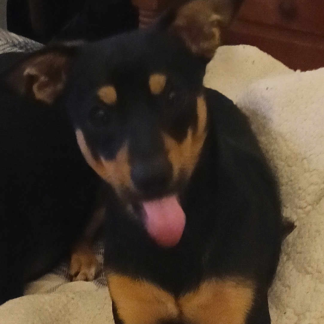 Boy joined the competition — help win amazing prizes! dog, pet, black_and_tan, tongue_out, bone, blanket, indoor, furniture, drawer, cozy, animal, canine, resting, happy, paw, fur, companion, cute, household, relaxed