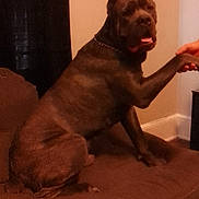 Scare is registered to the contest to win money with this photo: dog, couch, indoor, pet, brown, paw, hand, furniture, wall, curtain, canine, domestic_animal, sitting, collar, interaction, animal, home, friendly, relaxed, large_dog