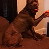 dog, couch, indoor, pet, brown, paw, hand, furniture, wall, curtain, canine, domestic_animal, sitting, collar, interaction, animal, home, friendly, relaxed, large_dog