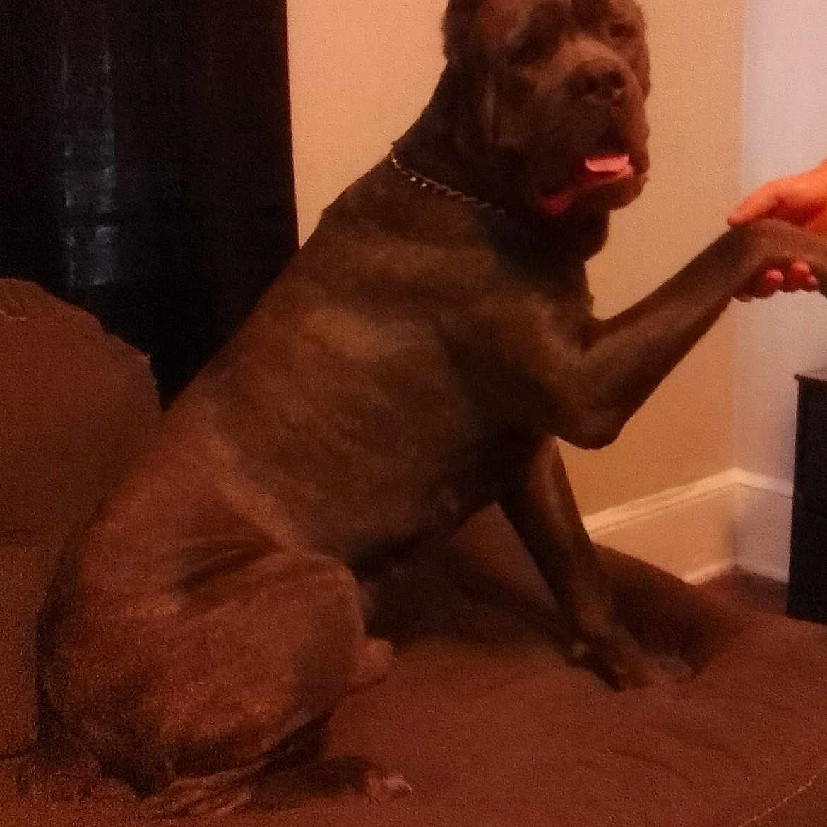 Scare is registered to the contest to win money with this photo: dog, couch, indoor, pet, brown, paw, hand, furniture, wall, curtain, canine, domestic_animal, sitting, collar, interaction, animal, home, friendly, relaxed, large_dog