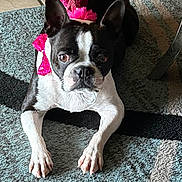 Benni joined the competition — help win amazing prizes! animal, black_and_white, boston_terrier, carpet, crown, cute, dog, domestic_animal, ears_up, floor, fur, indoor, laying_down, living_room, looking_at_camera, paw, pet, pink_bow, small_dog, tongue_hidden
