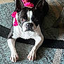 animal, black_and_white, boston_terrier, carpet, crown, cute, dog, domestic_animal, ears_up, floor, fur, indoor, laying_down, living_room, looking_at_camera, paw, pet, pink_bow, small_dog, tongue_hidden