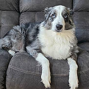 Harley is registered to the contest to win money with this photo: dog, border_collie, blue_eyes, fluffy_fur, couch, indoor, pet, relaxed, seated, cozy, furniture, grey, domestic_animal, animal, canine, companion, looking_up, white_fur, black_and_white, portrait