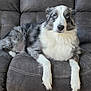 dog, border_collie, blue_eyes, fluffy_fur, couch, indoor, pet, relaxed, seated, cozy, furniture, grey, domestic_animal, animal, canine, companion, looking_up, white_fur, black_and_white, portrait