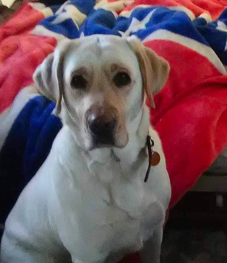 Sierra joined the competition — help win amazing prizes! beagador, canidae, carnivore, companion_dog, dog, dog_breed, dogo_guatemalteco, hunting_dog, labrador_retriever, mammal, non_sporting_group, pointer, puppy, puppy_love, rare_breed_dog, retriever, snout, sporting_group, vertebrate