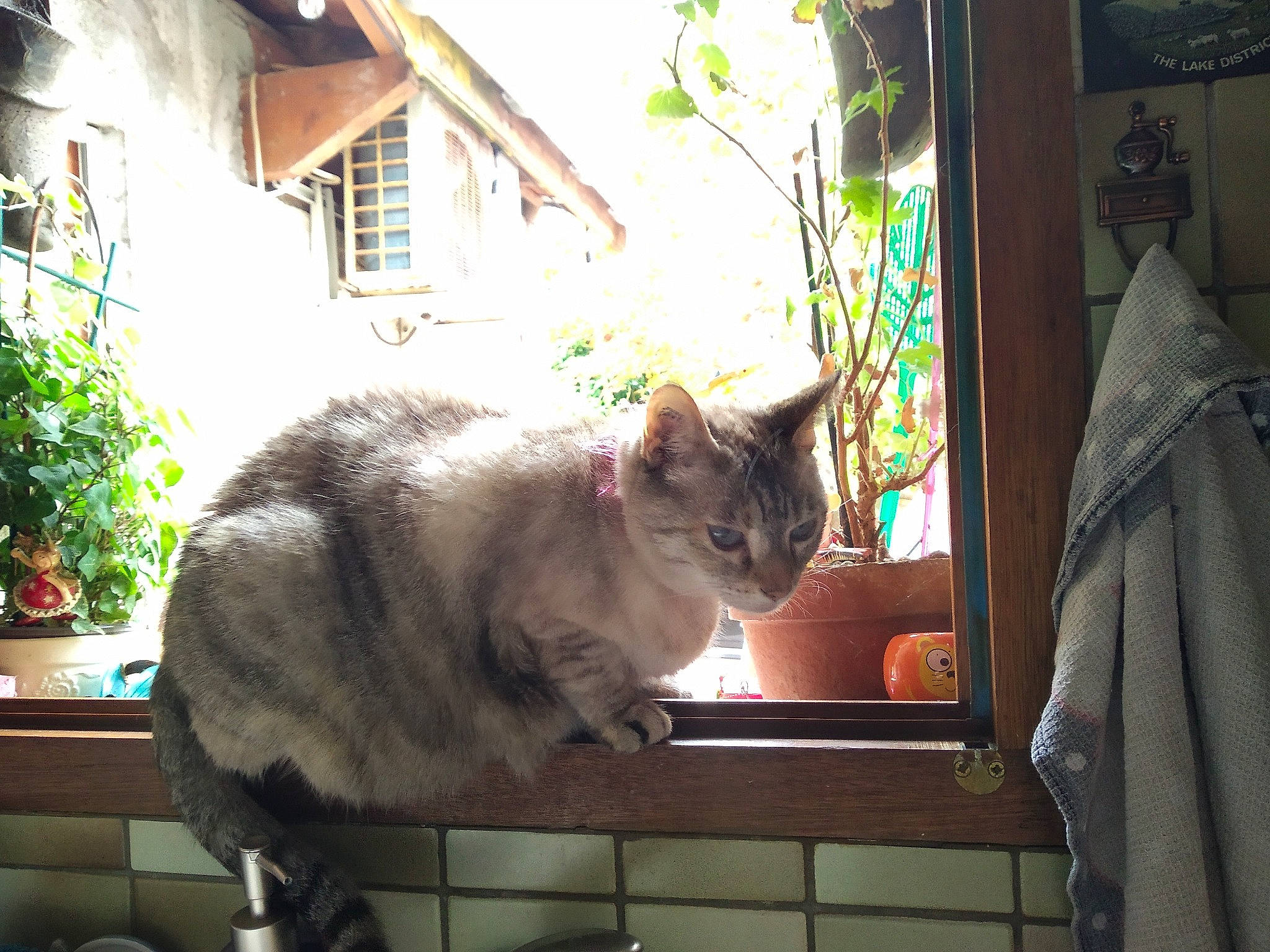 Coquillette participe au concours pour gagner de l'argent avec cette photo : building, carnivore, cat, domestic_short_haired_cat, fawn, felidae, flowerpot, fur, house, houseplant, plant, small_to_medium_sized_cats, snout, sunlight, tail, tints_and_shades, tree, whiskers, window, wood