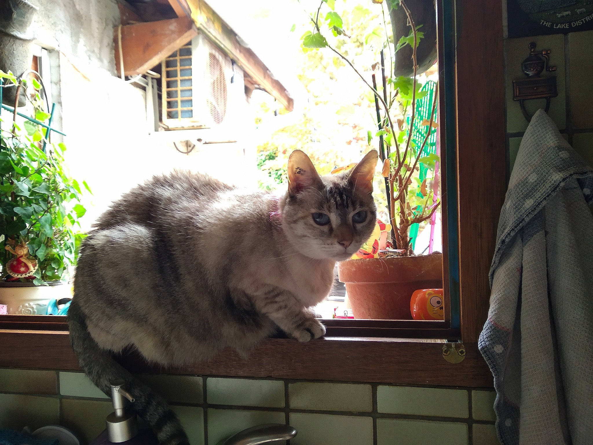 Coquillette a rejoint le concours — aidez-le/la à gagner de superbes lots ! building, carnivore, cat, domestic_short_haired_cat, fawn, felidae, flowerpot, fur, house, houseplant, plant, small_to_medium_sized_cats, snout, sunlight, tail, tints_and_shades, tree, whiskers, window, wood