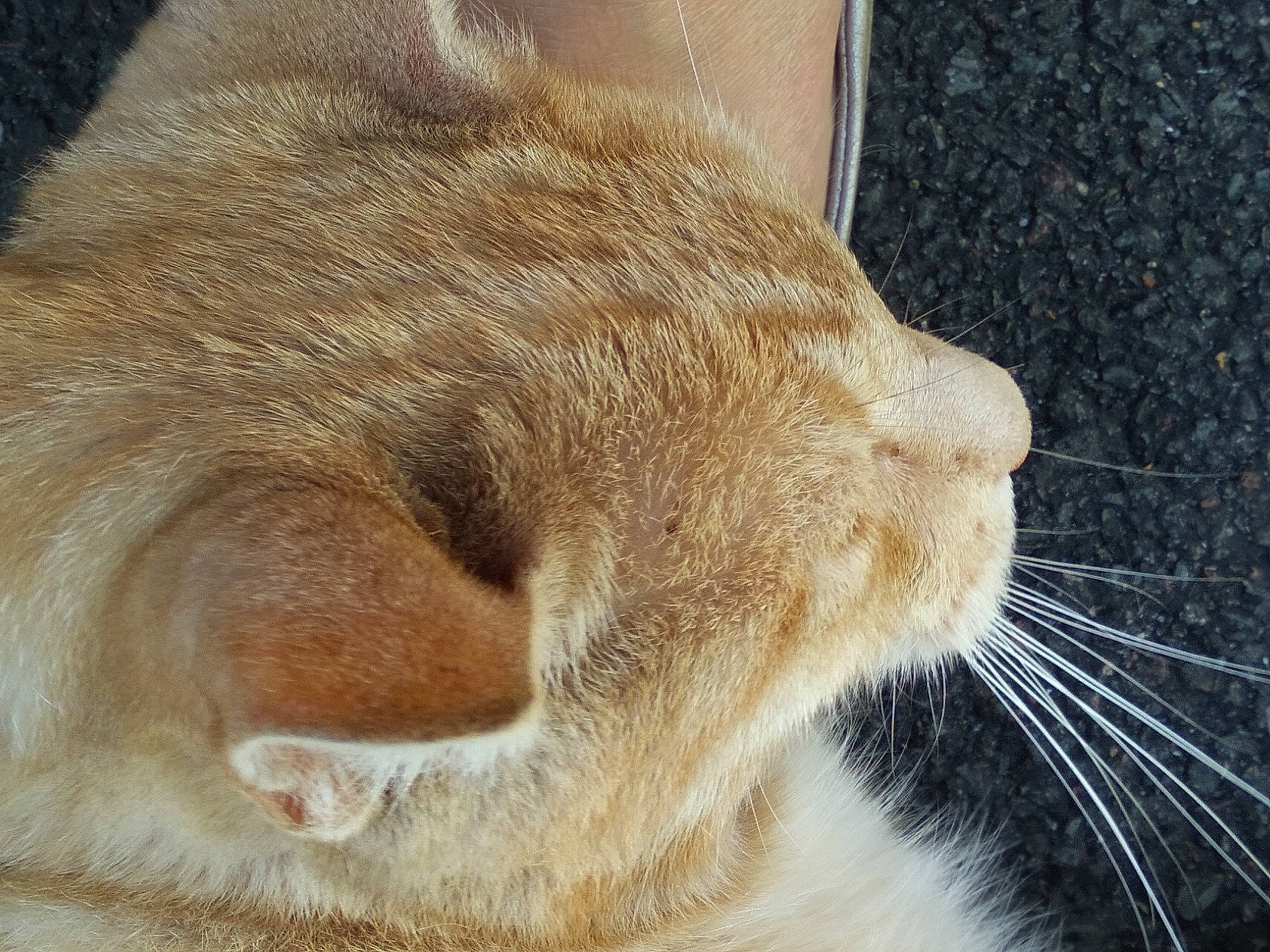 Neil participe au concours pour gagner de l'argent avec cette photo : carnivore, cat, claw, comfort, domestic_short_haired_cat, fawn, felidae, fur, nap, paw, sleep, small_to_medium_sized_cats, snout, tail, terrestrial_animal, whiskers, wildlife