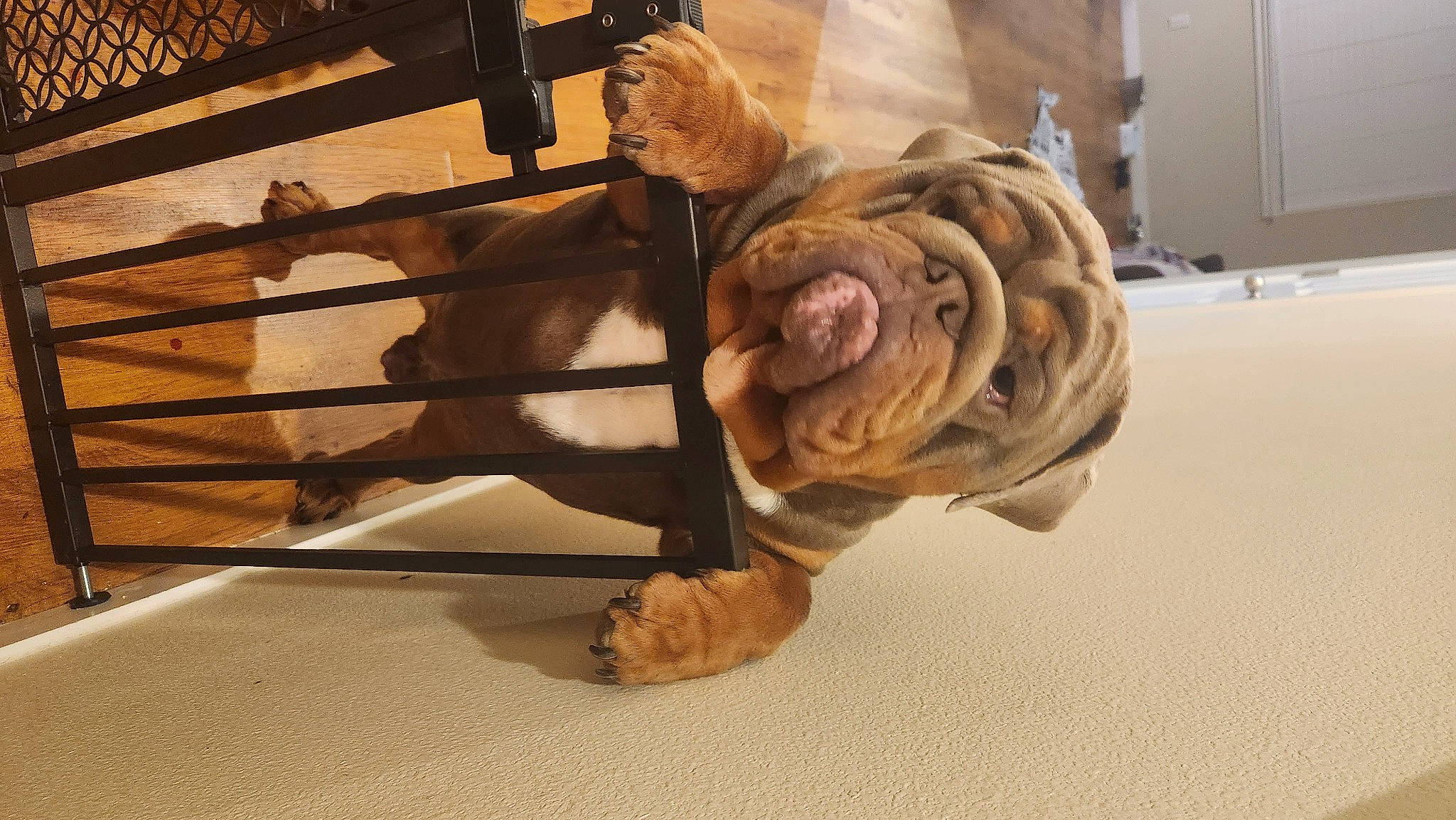 Bubba Chum is registered to the contest to win money with this photo: art, artifact, bengal_tiger, big_cats, carving, fawn, felidae, flooring, fur, hardwood, metal, room, rose, sculpture, siberian_tiger, spiral, tiger, toy, wood