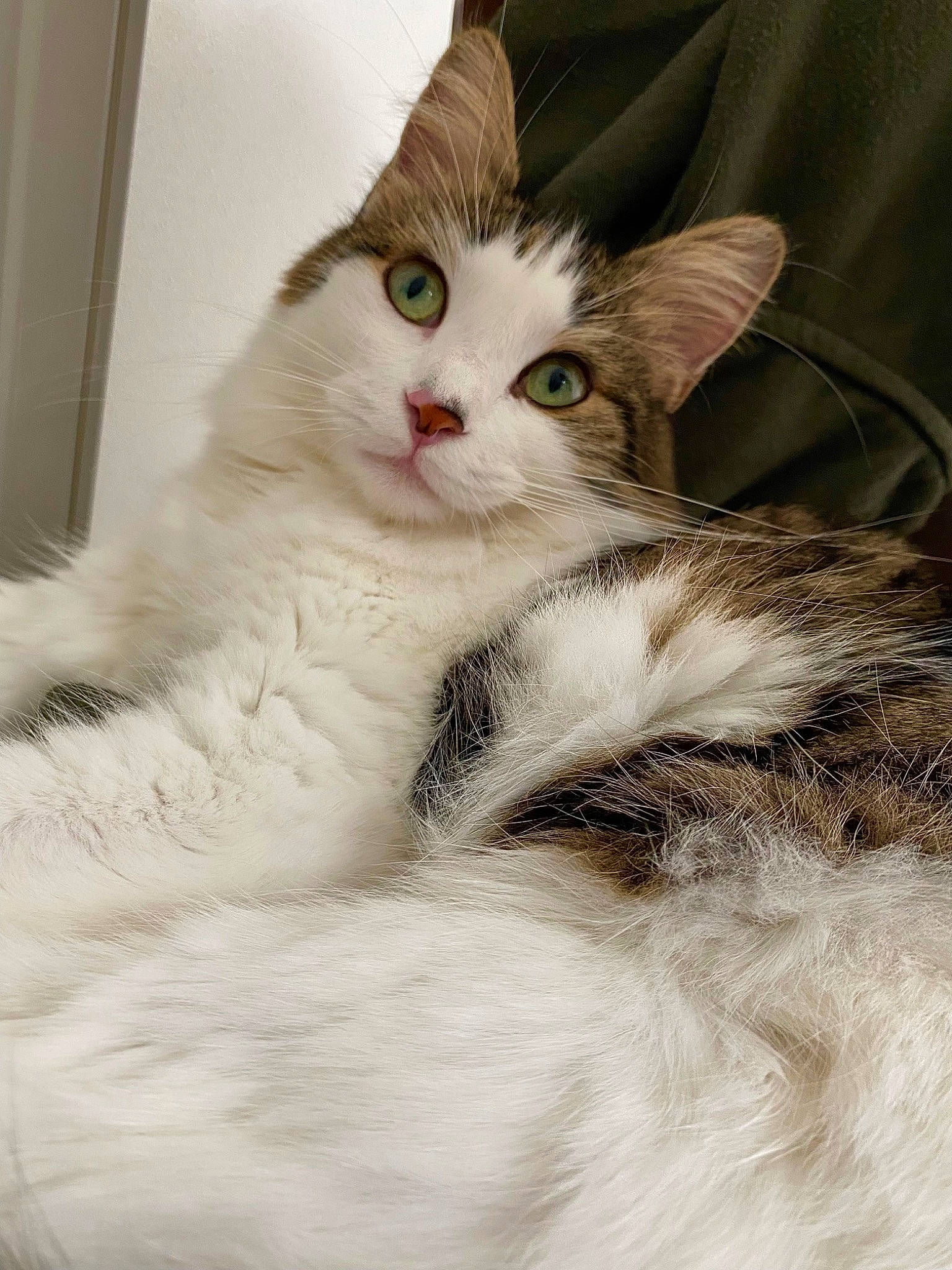 Sweetie a rejoint le concours — aidez-le/la à gagner de superbes lots ! carnivore, cat, claw, comfort, domestic_short_haired_cat, eye, felidae, fur, paw, small_to_medium_sized_cats, snout, tail, whiskers, window