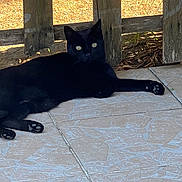 Kiki participe au concours pour gagner de l'argent avec cette photo : black_cat, cat, animal, pet, outdoor, fence, wooden_fence, tile_floor, relaxed, lying_down, eyes, whiskers, paw, nature, sunlight, shadow, plant, greenery, daytime, curious