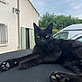 black_cat, cat, animal, pet, outdoor, house, window, greenery, cloudy_sky, van, relaxed, feline, paw, fur, ear, nature, daytime, resting, curious, domestic_animal