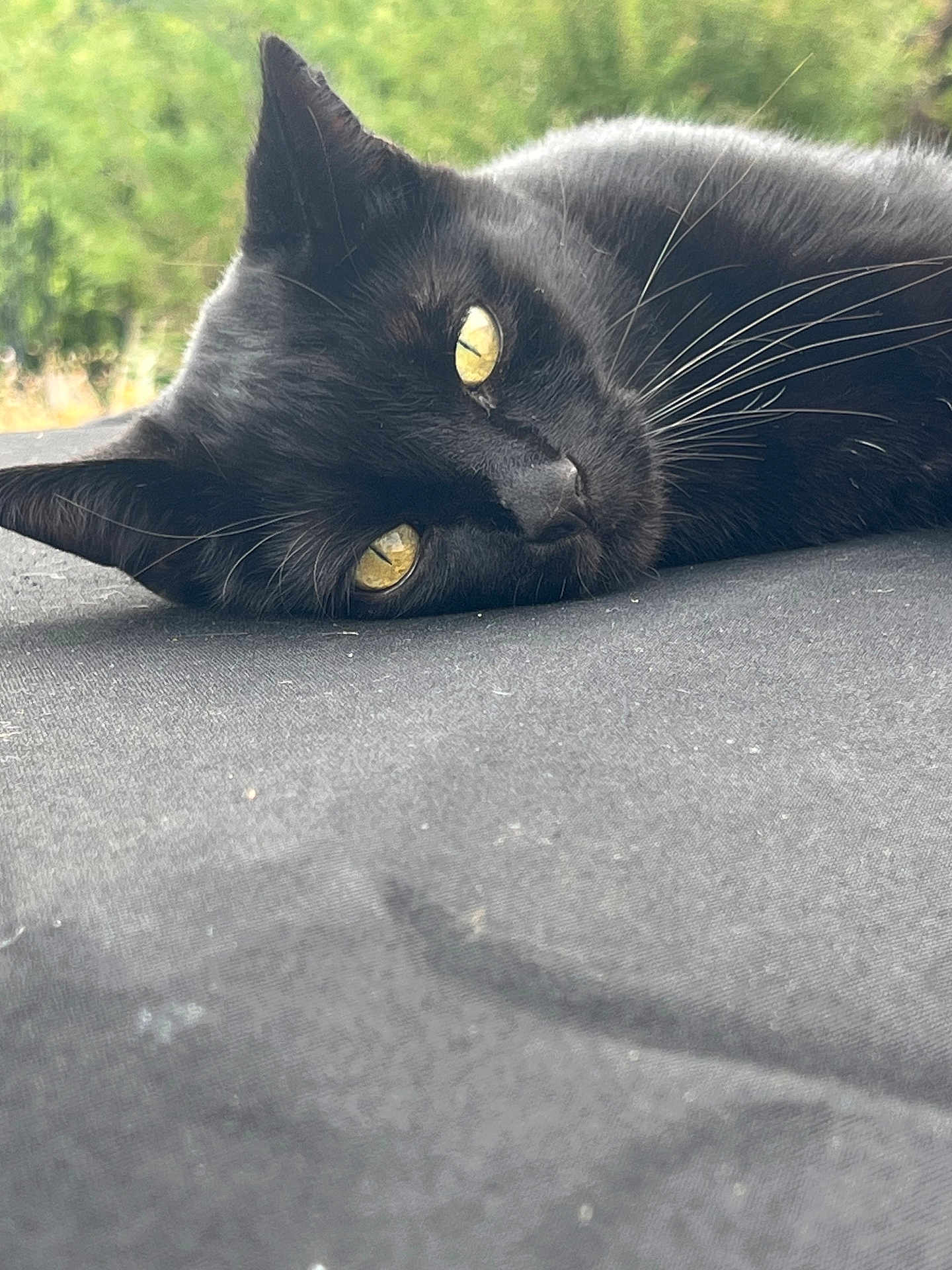 Kiki a rejoint le concours — aidez-le/la à gagner de superbes lots ! cat, black_cat, animal, pet, yellow_eyes, lying_down, whiskers, close_up, outdoor, nature, fur, relaxed, face, portrait, domestic_cat, resting, sleepy, soft_texture, green_background