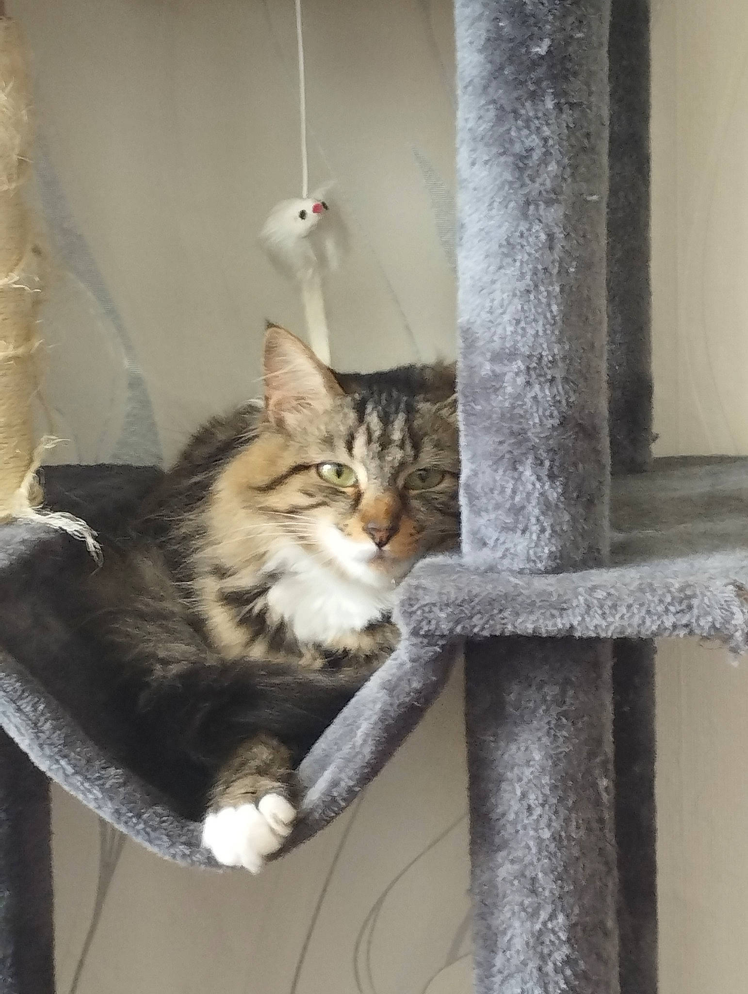 Knacki a rejoint le concours — aidez-le/la à gagner de superbes lots ! animal_shelter, carnivore, cat, cat_supply, domestic_short_haired_cat, door, felidae, fur, pet_supply, small_to_medium_sized_cats, snout, tail, terrestrial_animal, whiskers, window, wood