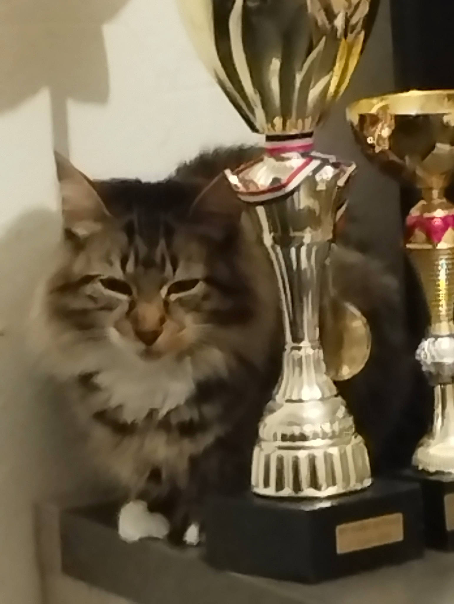 Knacki participe au concours pour gagner de l'argent avec cette photo : art, carnivore, cat, cat_supply, cutlery, domestic_short_haired_cat, drinkware, felidae, fur, glass, household_silver, kitchen_utensil, metal, room, serveware, small_to_medium_sized_cats, souvenir, still_life_photography, whiskers