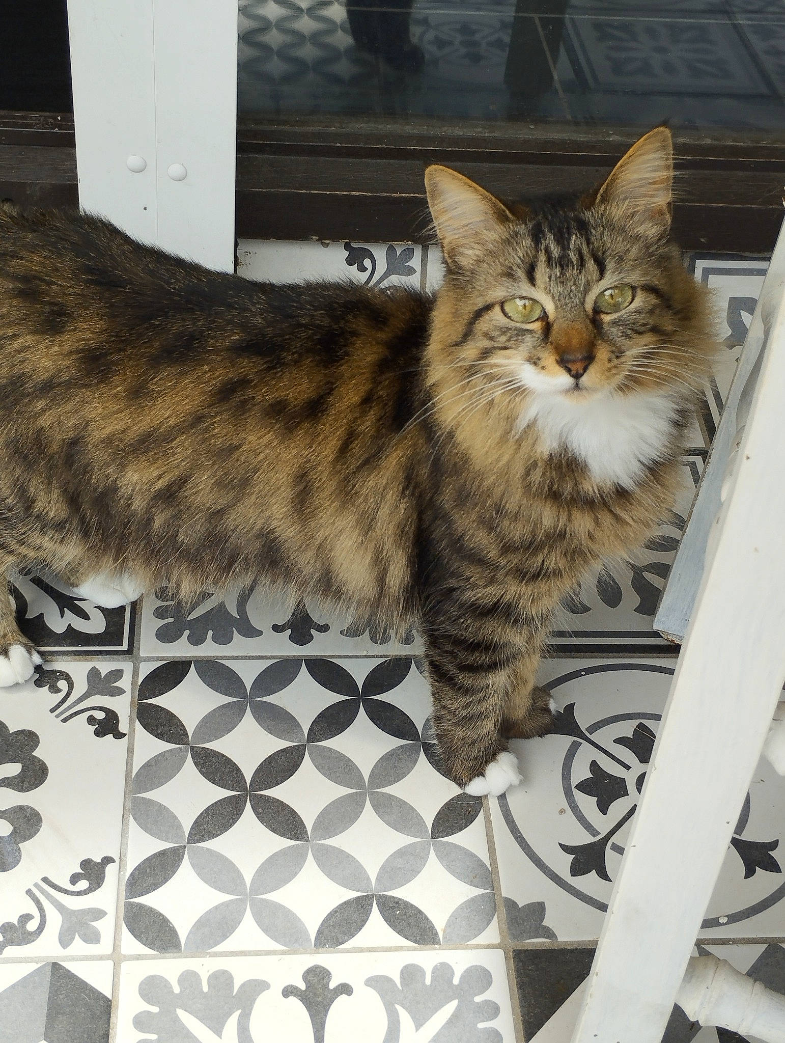 Knacki a rejoint le concours — aidez-le/la à gagner de superbes lots ! carnivore, cat, claw, domestic_short_haired_cat, felidae, fur, paw, small_to_medium_sized_cats, snout, tail, terrestrial_animal, whiskers