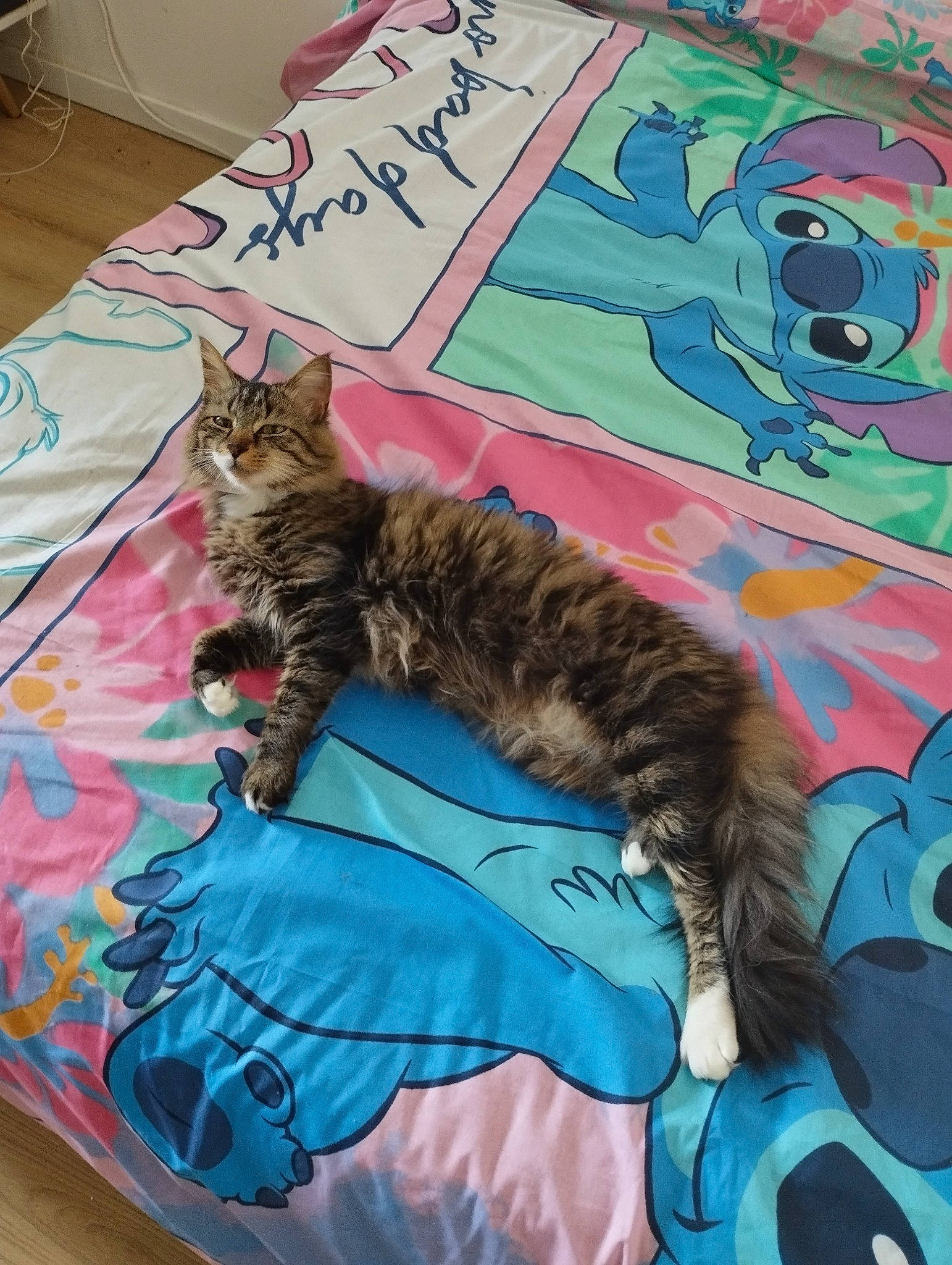 Knacki participe au concours pour gagner de l'argent avec cette photo : art, carnivore, cat, comfort, domestic_short_haired_cat, felidae, fur, handwriting, linens, mammal, pattern, paw, plant, publication, small_to_medium_sized_cats, tail, tree, vertebrate, visual_arts, whiskers