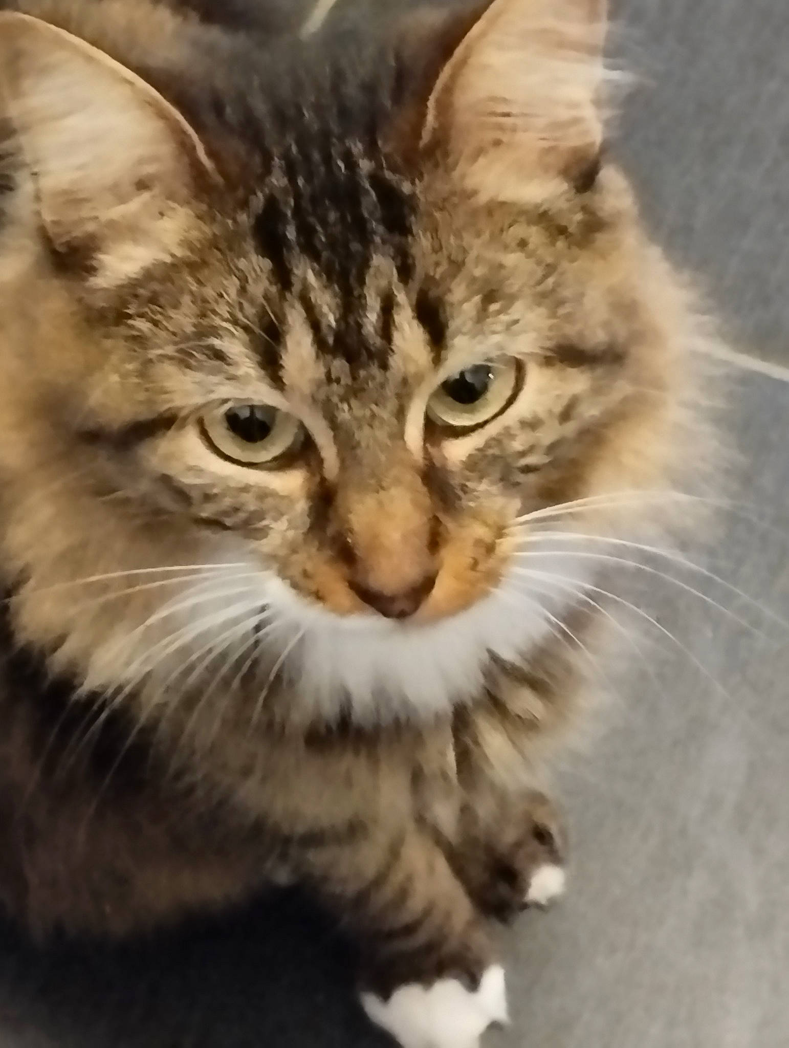 Knacki participe au concours pour gagner de l'argent avec cette photo : art, carnivore, cat, domestic_short_haired_cat, felidae, fur, grass, paw, plant, small_to_medium_sized_cats, snout, terrestrial_animal, tree, whiskers, wildlife, window