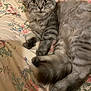 animal, bedspread, cat, cozy, curious, cute, domestic, floral_pattern, fluffy, fur, gray_tabby, indoor, lying_down, mammal, paws, pet, relaxed, sleepy, tail, whiskers