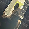 Rylo is registered to the contest to win money with this photo: dog, canine, pet, brown_fur, short_hair, upright_ears, collar, window, blinds, sunlight, indoors, home, back_view, alert, looking_outside, portrait, close_up, warm_lighting, security_guard, animal