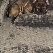 Rylo is registered to the contest to win money with this photo: dog, french_bulldog, puppy, sleeping, curled_up, pet, animal, brown_fur, wrinkles, large_ears, short_snout, dark_eyes, dog_bed, blanket, plush, indoors, cozy, nap, relaxed, portrait