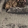 dog, french_bulldog, puppy, sleeping, curled_up, pet, animal, brown_fur, wrinkles, large_ears, short_snout, dark_eyes, dog_bed, blanket, plush, indoors, cozy, nap, relaxed, portrait