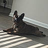 Rylo is registered to the contest to win money with this photo: dog, french_bulldog, pet, indoor, lying_down, sunlight, sunbeam, wood_floor, wall, baseboard, collar, leash, black_coat, pointed_ears, looking_at_camera, relaxed, shadow, home, fishing_rod, portrait