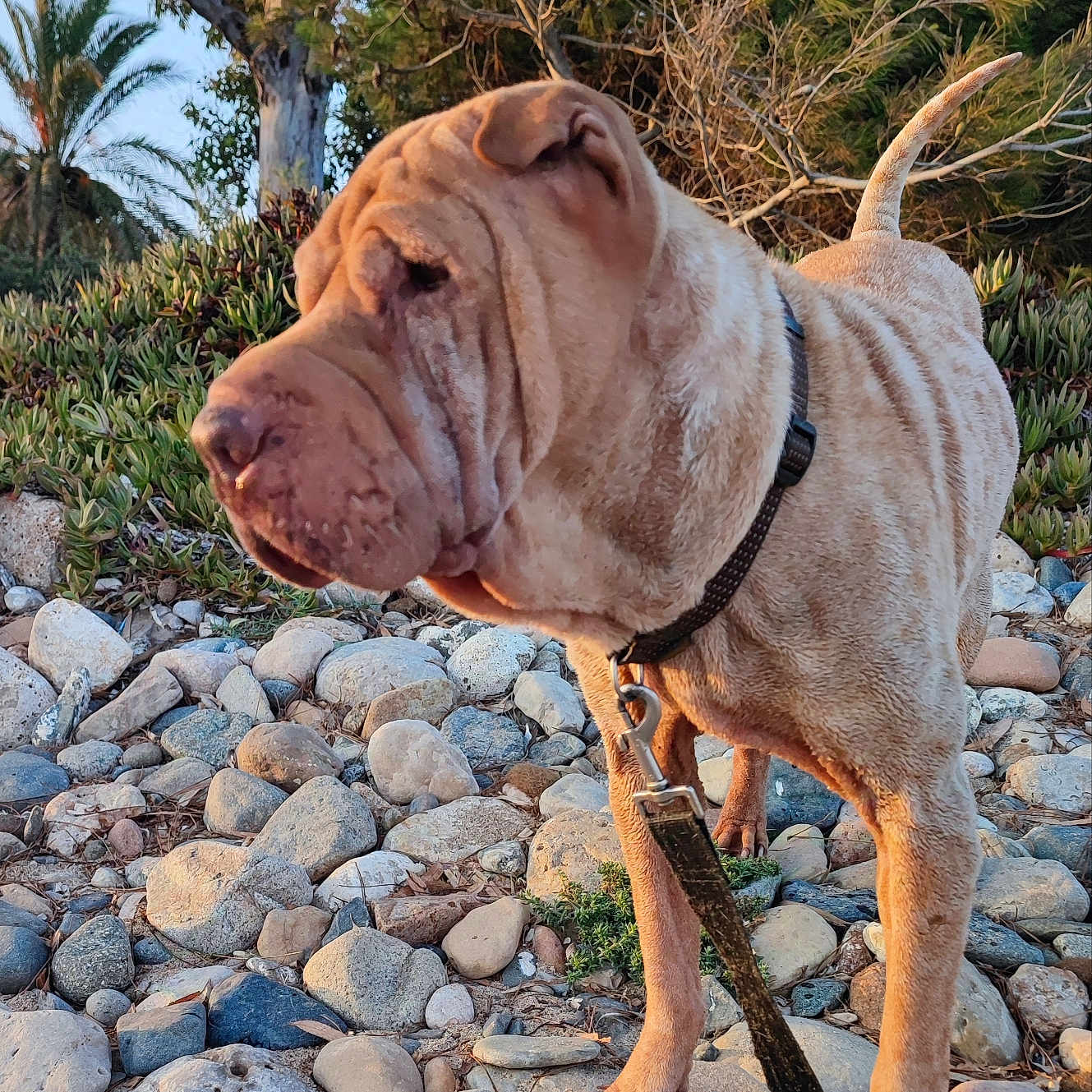 Myla