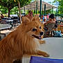 animal, cafe, canine, daytime, dog, fur, happy, leisure, nature, outdoor, people, pet, portrait, relaxing, shade, smiling, summer, sunlight, table, trees