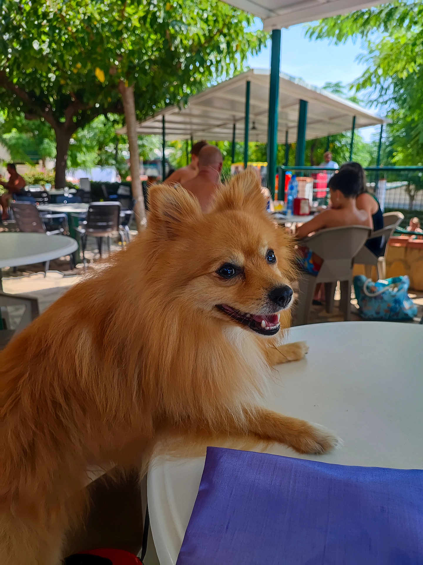 Rockett a rejoint le concours — aidez-le/la à gagner de superbes lots ! dog, outdoor, table, people, trees, sunlight, cafe, happy, canine, fur, pet, summer, shade, nature, relaxing, daytime, smiling, animal, leisure, portrait