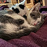 animal, blanket, cat, close_up, cozy, curled_up, cute, domestic_cat, ears, fur, indoor, nap, pet, relaxation, resting, sleeping, soft, tail, two_cats, whiskers