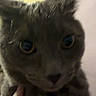 Theodore is registered to the contest to win money with this photo: blurry, cat, close_up, curious, domestic_animal, ears, face, feline, fur, gray_cat, hand, holding, indoor, mammal, pet, portrait, wall, whiskers, wide_eyes, yellow_door