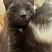 Theodore joined the competition — help win amazing prizes! cat, gray_cat, animal, pet, furry, close_up, indoor, snuggling, wide_eyes, cute, companion, friendship, cozy, fur, mammal, domestic_animal, curious, portrait, face, close