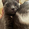 cat, gray_cat, animal, pet, furry, close_up, indoor, snuggling, wide_eyes, cute, companion, friendship, cozy, fur, mammal, domestic_animal, curious, portrait, face, close