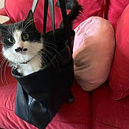 Marley Girl is registered to the contest to win money with this photo: black_and_white, black_bag, cat, collar, couch, curious, cute, domestic_animal, fur, furniture, handbag, indoor, leather, mustache_marking, pet, pillow, red_couch, sitting, whiskers, wide_eyes