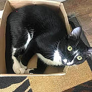 Vader joined the competition — help win amazing prizes! black_cat, box, cardboard, carnivore, cat, claw, comfort, domestic_short_haired_cat, felidae, flooring, fur, hardwood, lap, pattern, paw, pet_supply, small_to_medium_sized_cats, tail, whiskers, wood