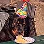 animal, birthday, cake, celebration, chair, colorful, dog, festive, food, fun, happy, licking, outdoor, party_hat, pet, plate, rottweiler, stone_wall, sunlight, table