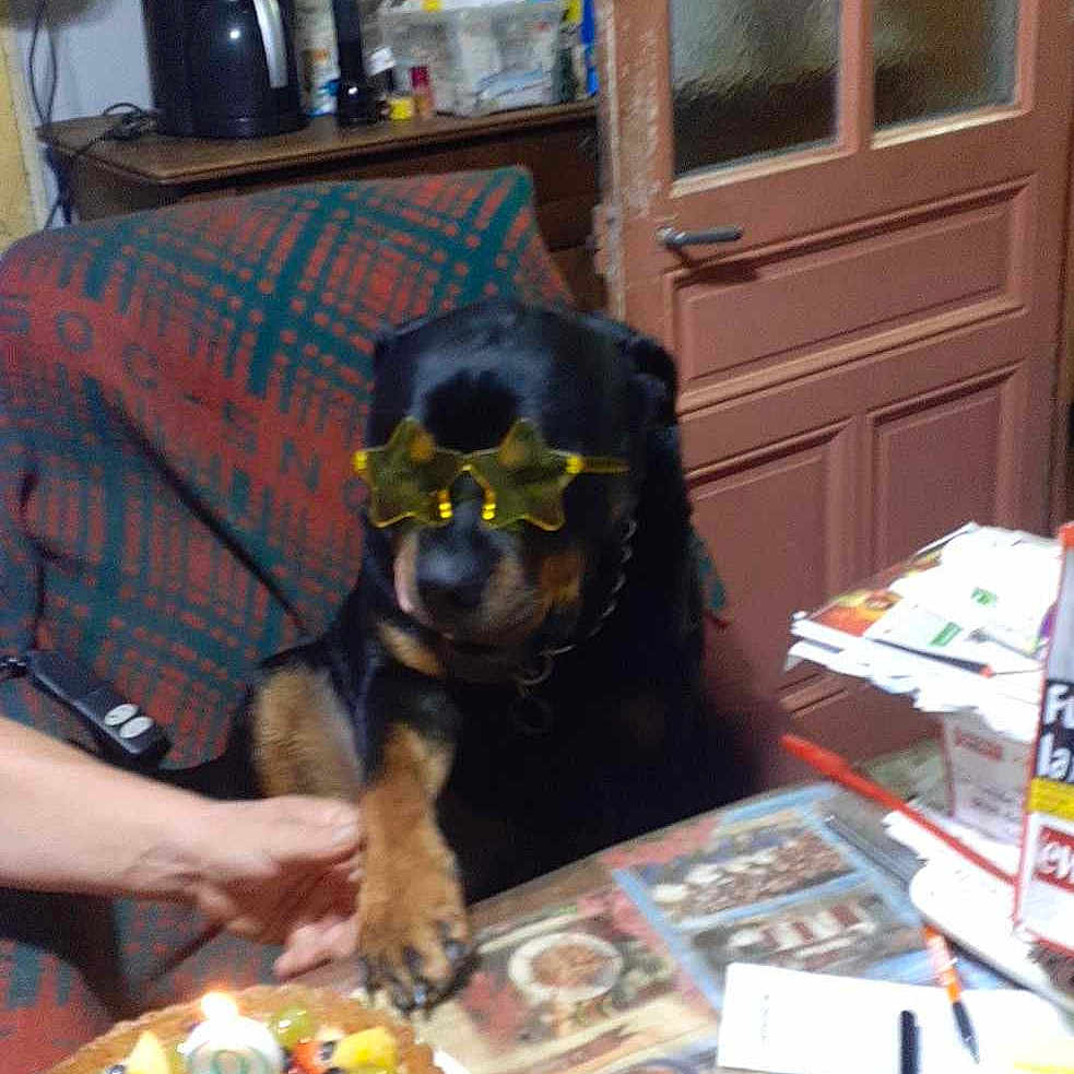 Traffik participe au concours pour gagner de l'argent avec cette photo : animal, architecture, building, canine, couch, diningroom, diningtable, dish, dog, face, food, furniture, head, indoors, meal, person, photography, portrait, room, table