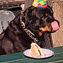 Traffik a rejoint le concours — aidez-le/la à gagner de superbes lots ! animal, birthday, cake, celebration, chain_collar, chair, collar, dog, fence, food, muzzle, outdoor, party_hat, pet, plate, rottweiler, stone_wall, sunlight, table, tongue_out