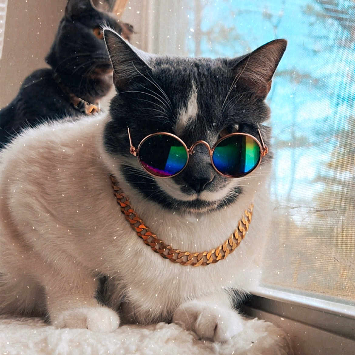 Aesir joined the competition — help win amazing prizes! accessories, animal, bodypart, cat, collar, glasses, goggles, jewelry, kitten, leash, manx, mouth, necklace, ornament, pet, siamese, strap, sunglasses, window, windowsill
