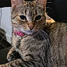 Syani is registered to the contest to win money with this photo: cat, tabby, pet, indoor, chair, furniture, collar, animal, whiskers, relaxed, fur, striped, domestic_cat, looking, sitting, closeup, cute, portrait, home, resting