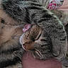 Syani is registered to the contest to win money with this photo: cat, tabby, sleeping, paw, face, fur, striped, pet, animal, cozy, resting, blanket, pink, floral, cute, relaxed, indoors, closeup, whiskers, ears