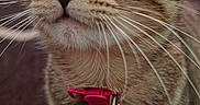 Syani is registered to the contest to win money with this photo: cat, tabby, pet, collar, whiskers, close_up, indoor, curious, animal, feline, ears, nose, eyes, fur, domestic_cat, mammal, cute, face, collar_tag, bell